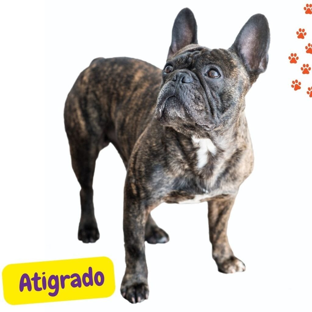 Bulldog francés atigrado
