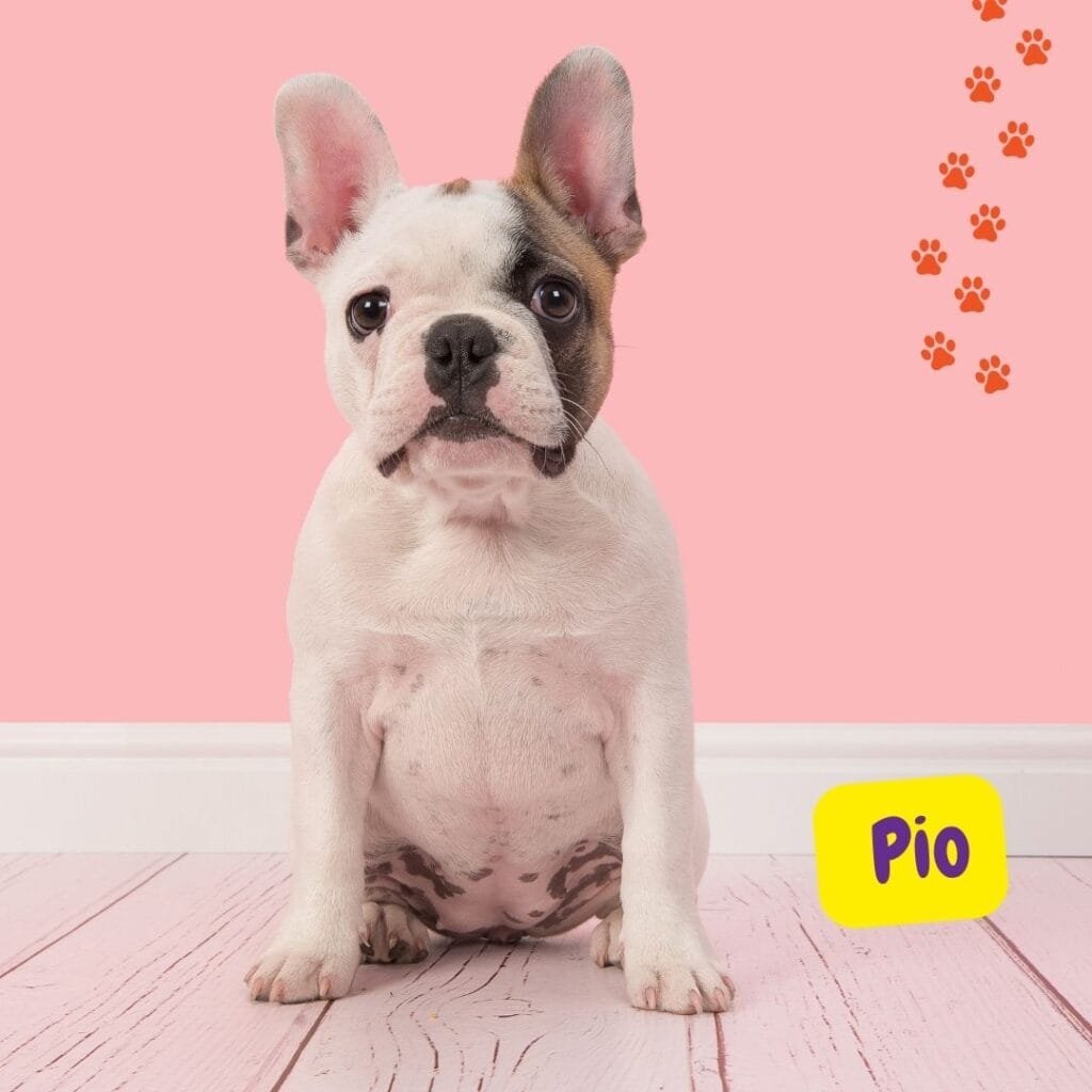 Bulldog Francés Pio