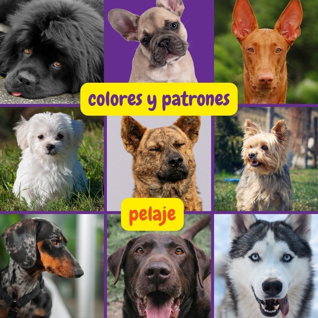 perros de diferentes colores y patrones de pelaje