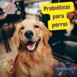 Un perro e imágenes relativas a los probióticos