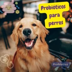 Probióticos para perros:  Tipos, elección  y consulta al veterinario