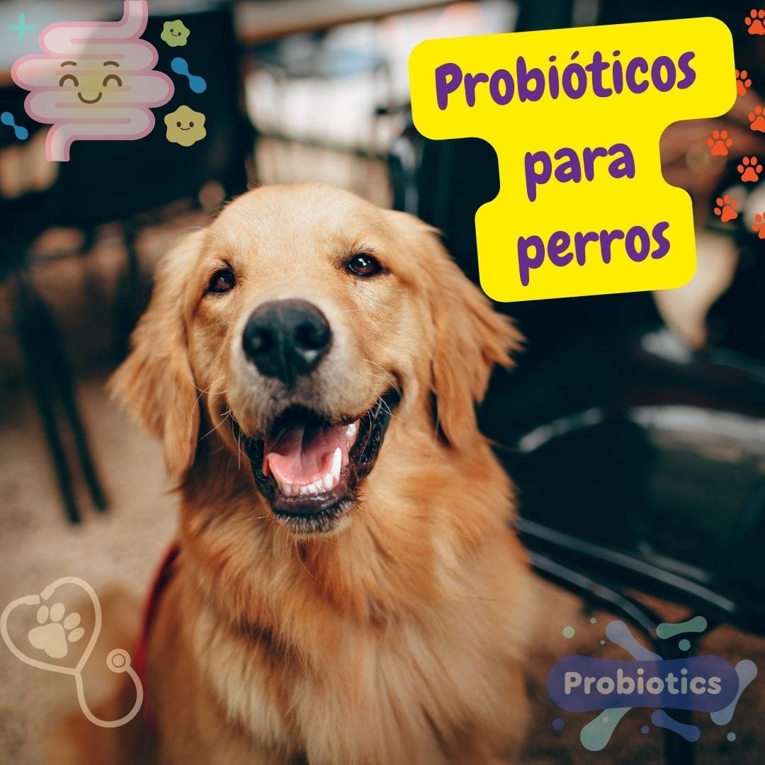 Un perro e imágenes relativas a los probióticos