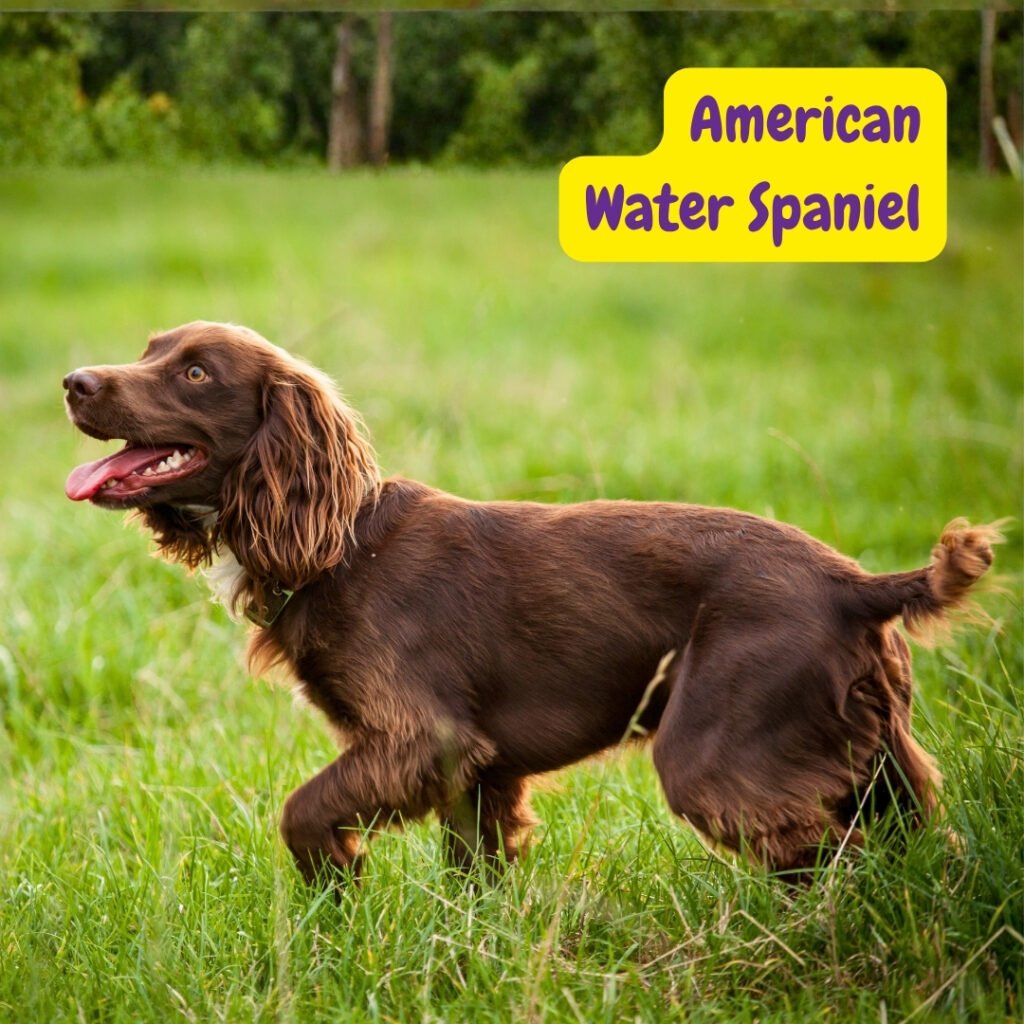 American Water Spaniel