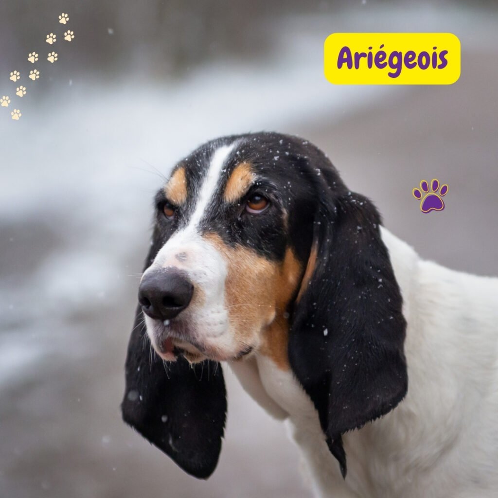 Ariégeois o Sabueso del Ariège