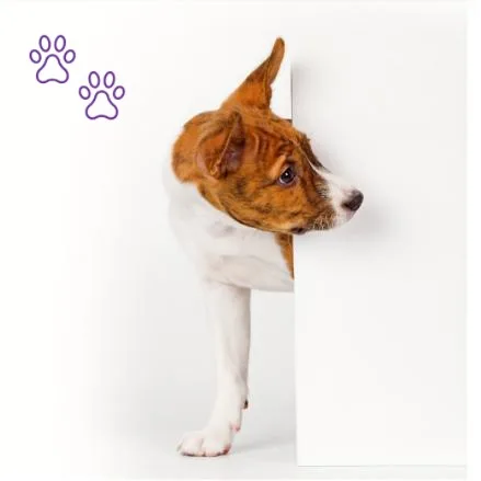 Cachorro basenji asomado en una pared blanca
