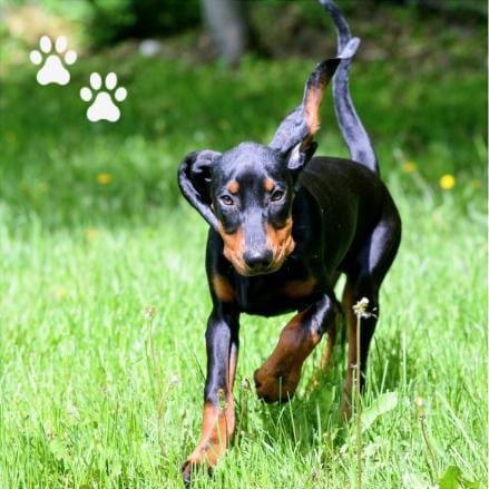 cachorro Black and Tan Coonhound corriendo