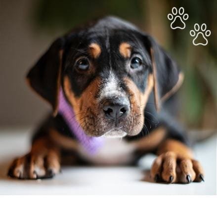 Black and Tan Coonhound cachorro sentado en el piso