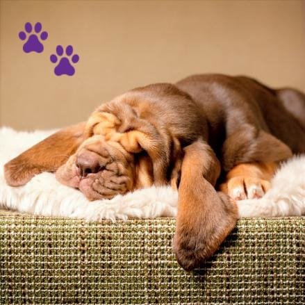 Bloodhound cachorro durmiendo