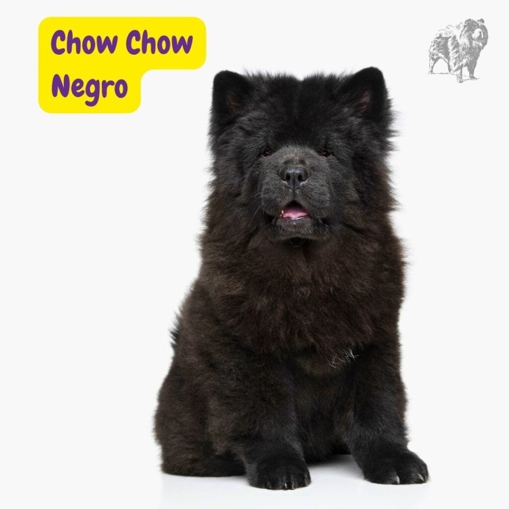 Chow Chow negro
