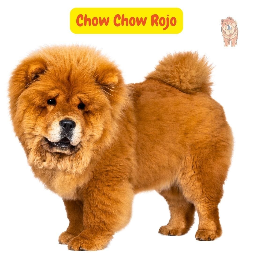Chow Chow Rojo