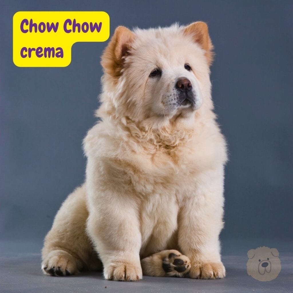 cachorro Chow Chow color crema