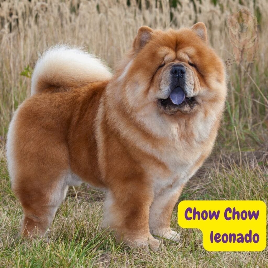 Chow Chow Leonado