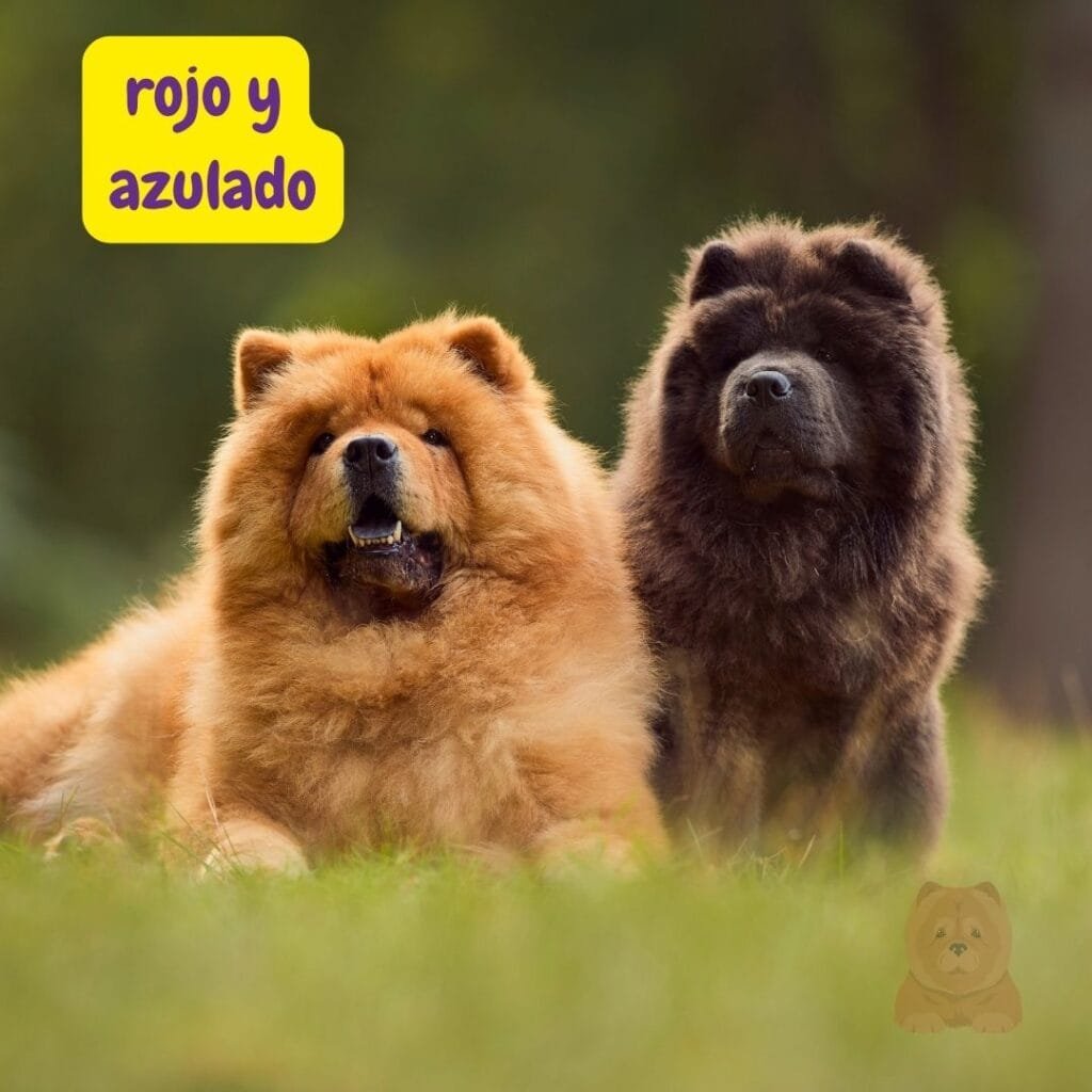 Chow Chow rojo y chow chow azulado