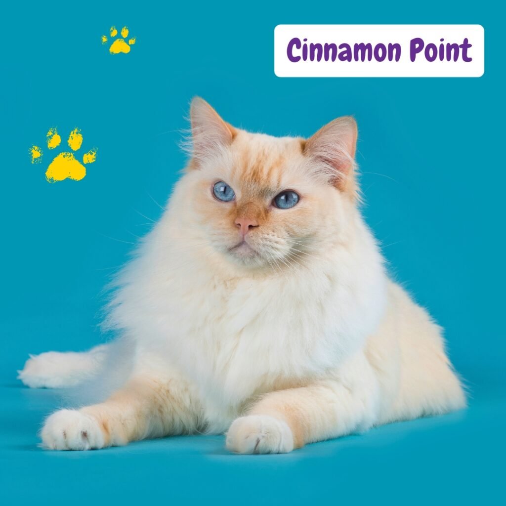 gato Ragdoll Cinnamon Point