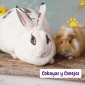 ¿Pueden convivir conejos y cobayas? Guía completa y segura