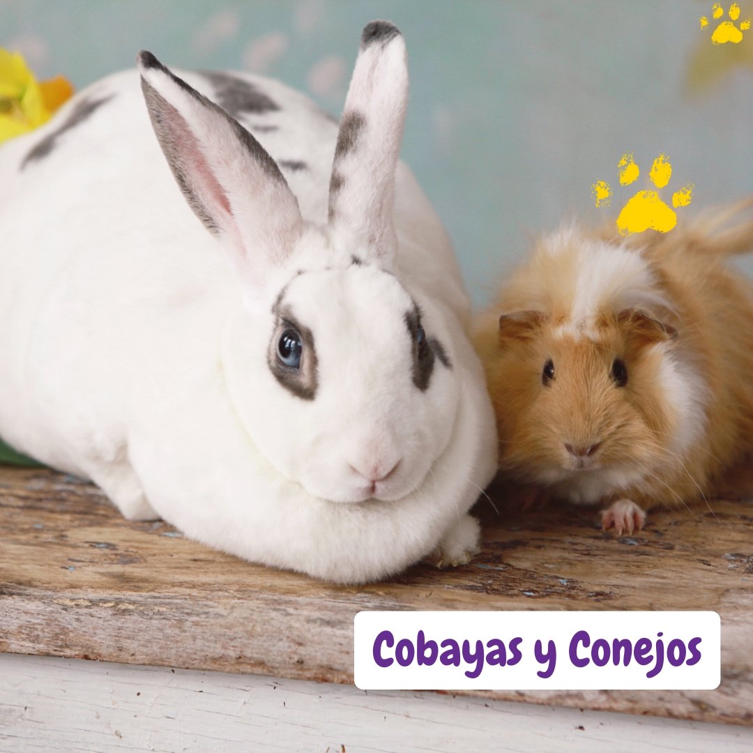 un conejo blanco y una cobaya marrón