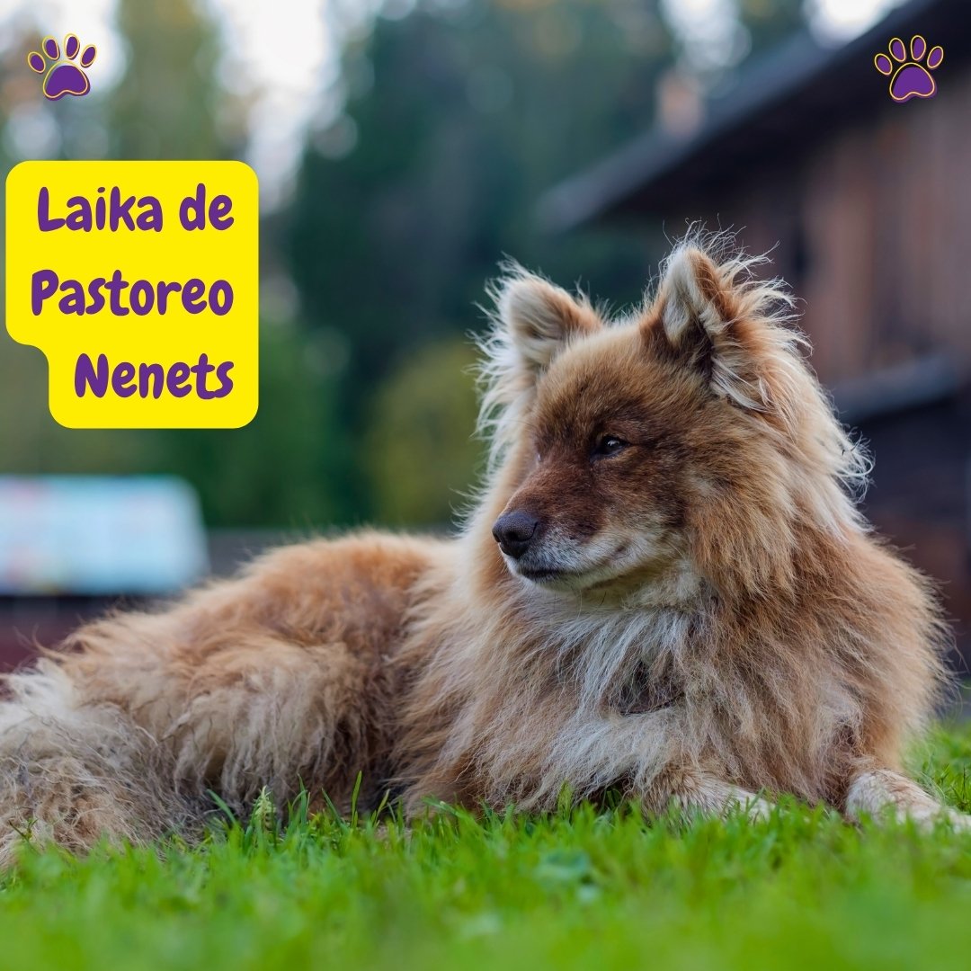 Laika de Pastoreo Nenets sentada en la grama