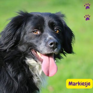 Markiesje: características y cuidados del elegante perro holandés