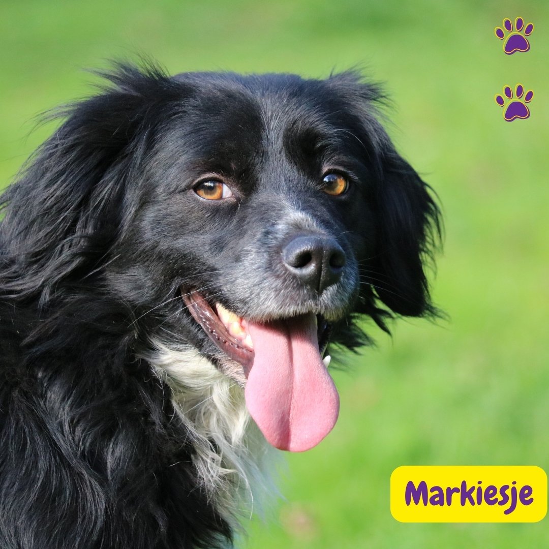 Markiesje en el parque