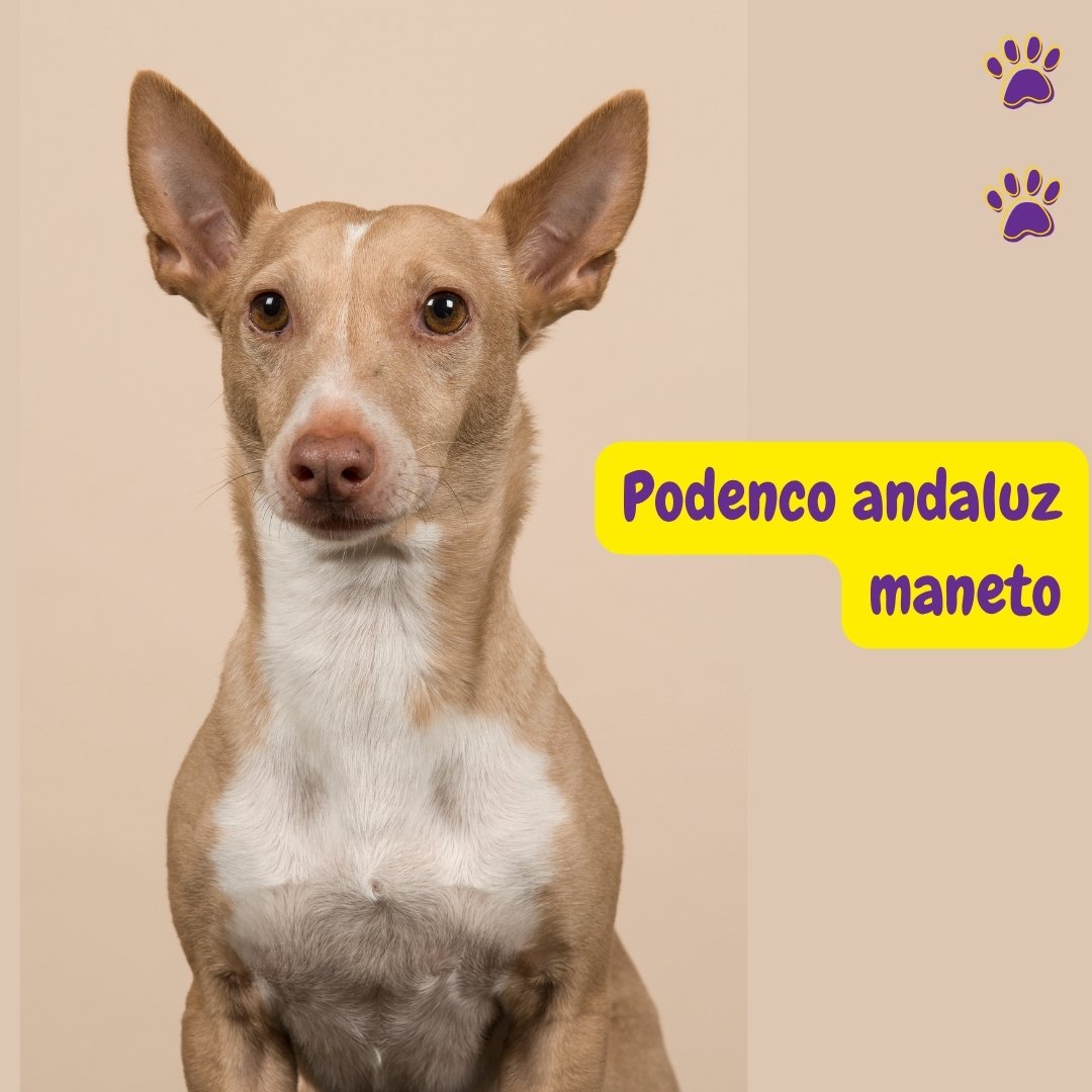 Podenco Andaluz Maneto adulto de color canela y blanco mostrando las características típicas de esta raza española.