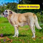 Rafeiro do Alentejo adulto de pie en un campo rural mostrando su gran tamaño, pelaje denso y apariencia de perro guardián portugués.