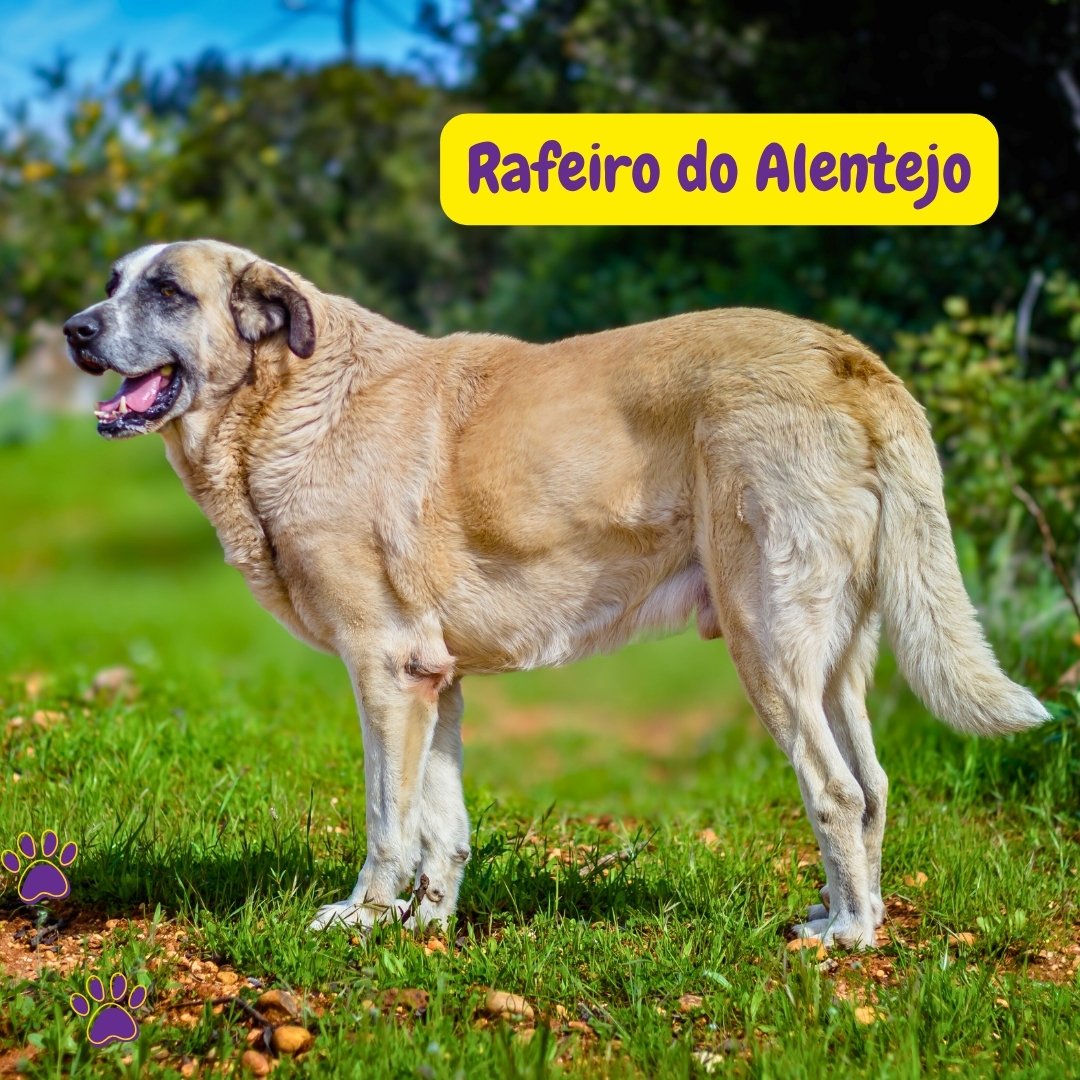 Rafeiro do Alentejo adulto de pie en un campo rural mostrando su gran tamaño, pelaje denso y apariencia de perro guardián portugués.