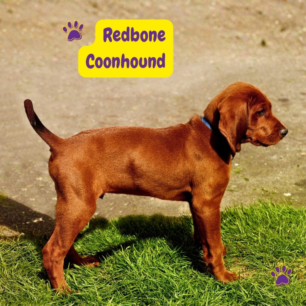 Redbone Coonhound cachorro parado en el pasto