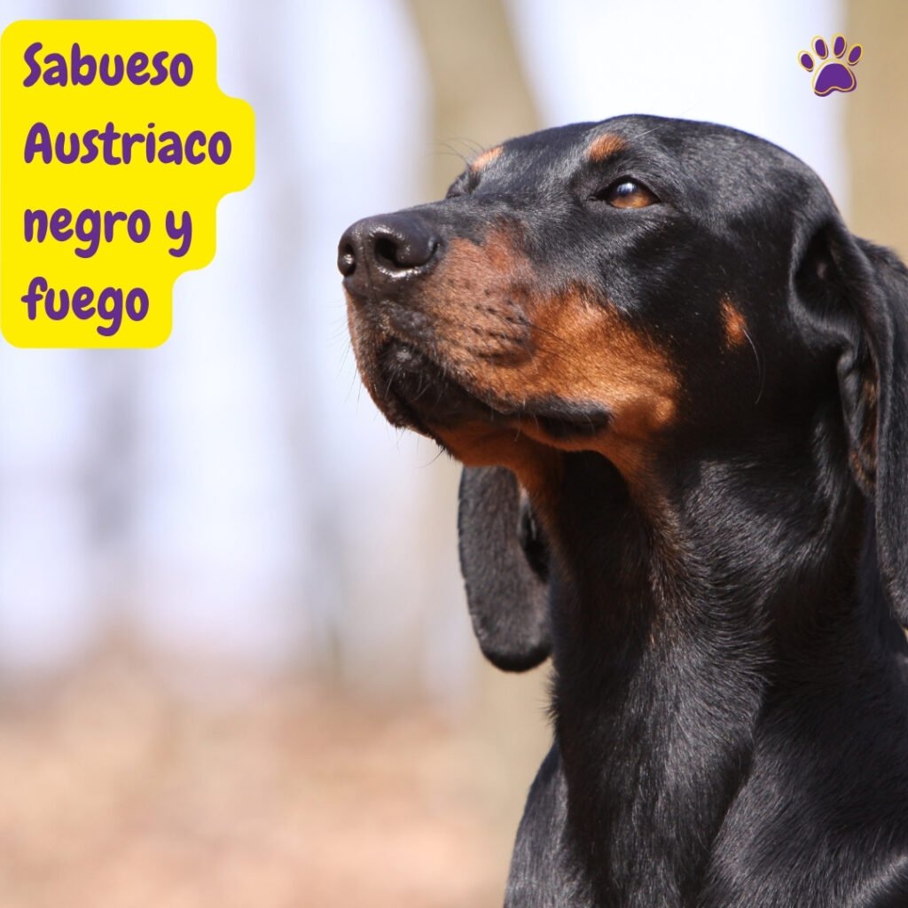 Sabueso Austriaco negro y fuego