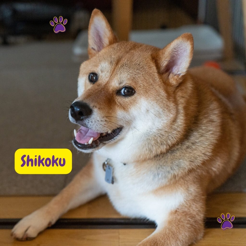 Shikoku color crema sentado y mirando a la cámara