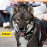 Shikoku Dog adulto de color sésamo en un paisaje montañoso de Japón mostrando las características típicas de la raza.
