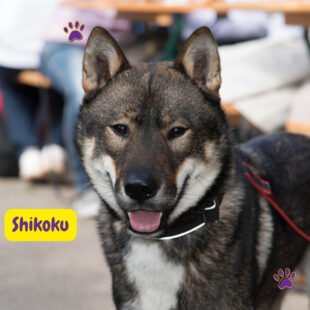 Shikoku Dog: origen, características y cuidados del perro japonés