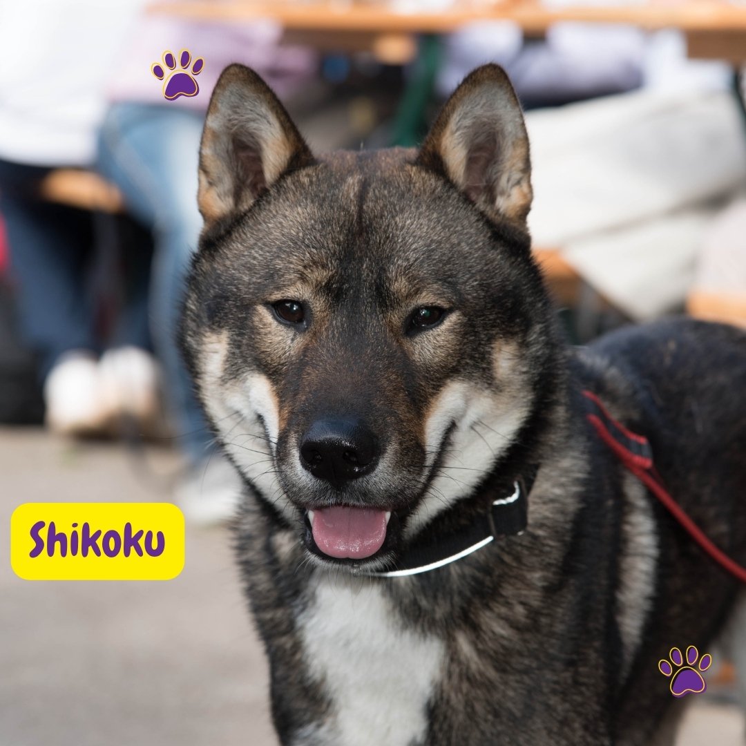Shikoku Dog adulto de color sésamo en un paisaje montañoso de Japón mostrando las características típicas de la raza.