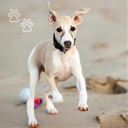 perro whippet corriendo en la playa