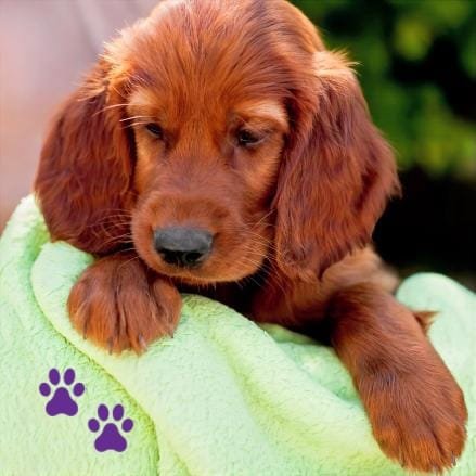 Cachorro Setter Irlandés