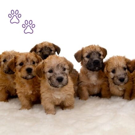 cachorros Glen of Imaal terrier