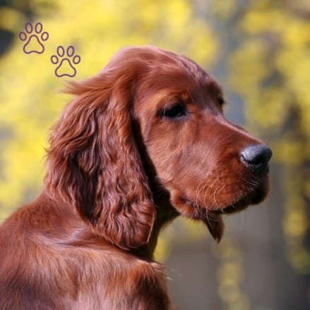 Cachorro Setter Irlandés