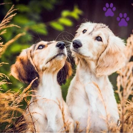 Cachorros Saluki
