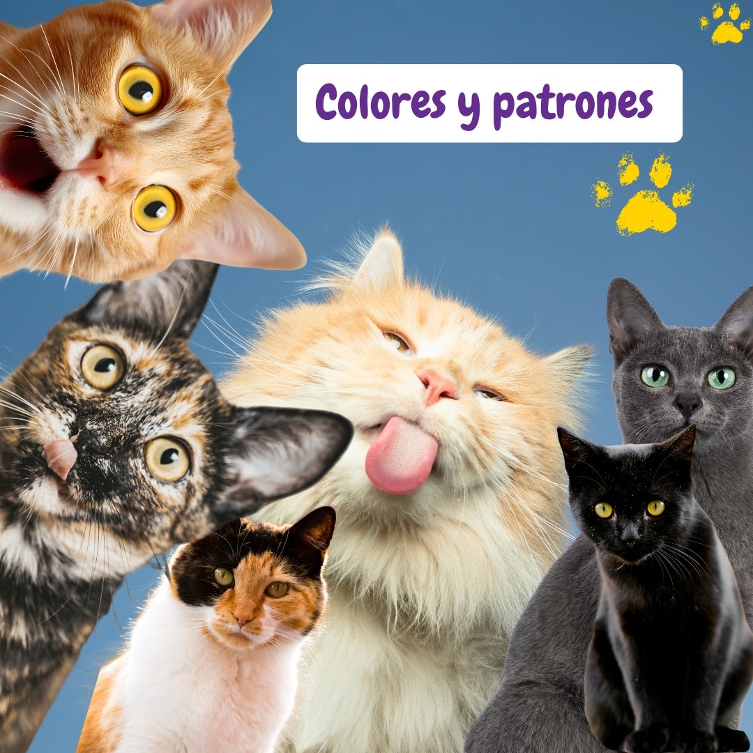 gatos con diferentes colores y patrones de pelaje