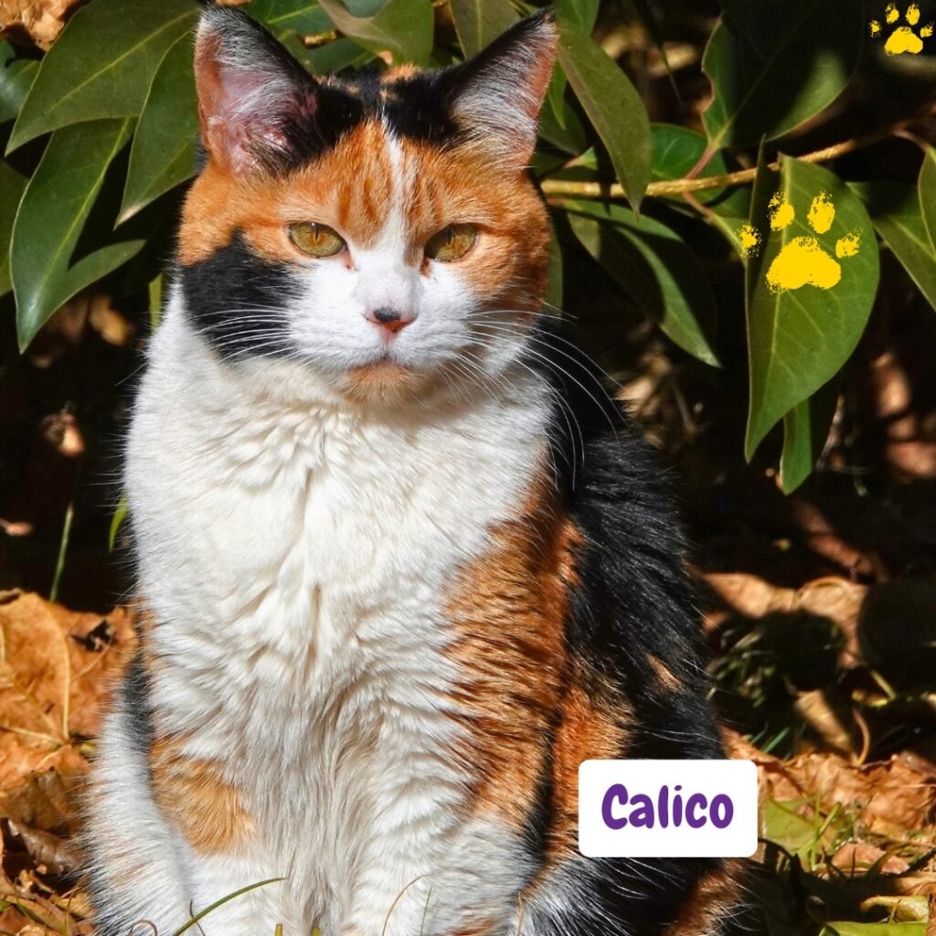 Gato calico tricolor