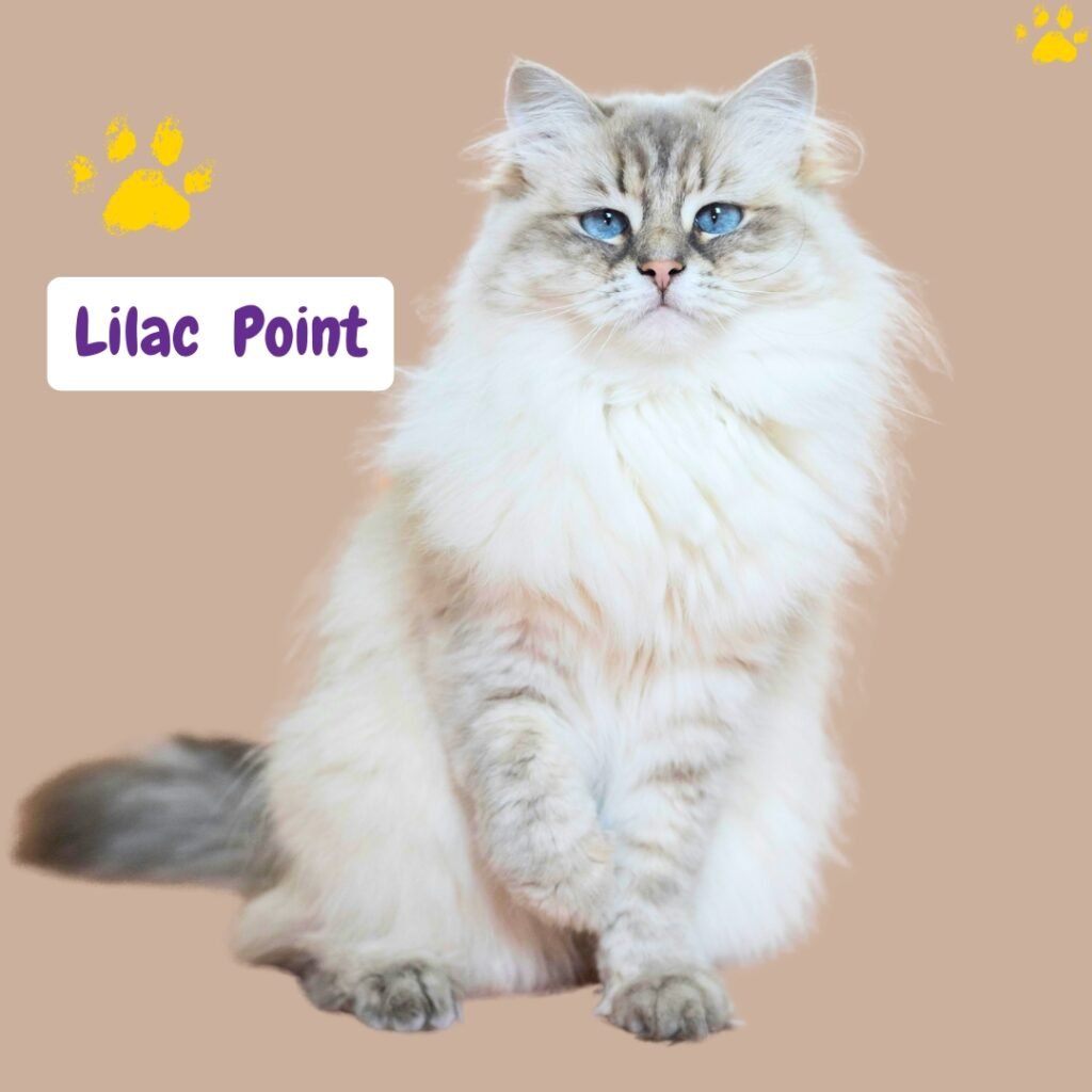 gato Ragdoll Point Lila