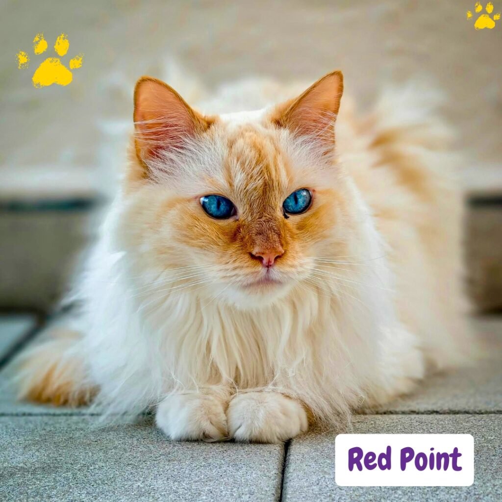 Gato Ragdoll Point Rojo