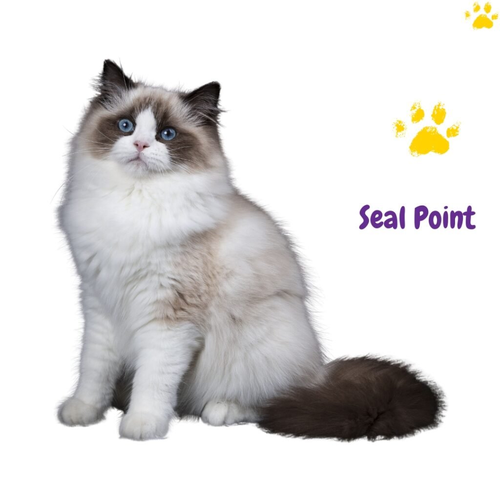 gato Ragdoll Seal Point