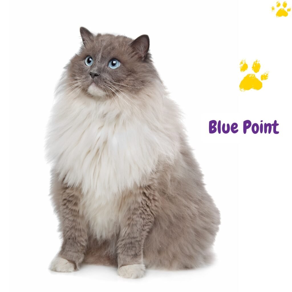 Gato Ragdoll Point Azul