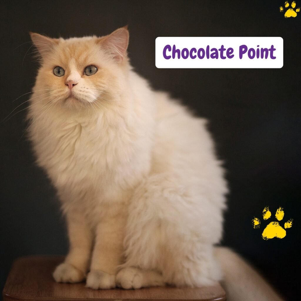 gato ragdoll Point Chocolate