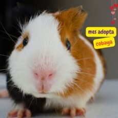 Mes de adopción de cobayas rescatadas: Adopt a Rescued Guinea Pig Month