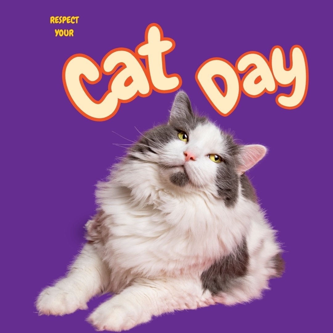 Gato disfrutando del Respect your cat day
