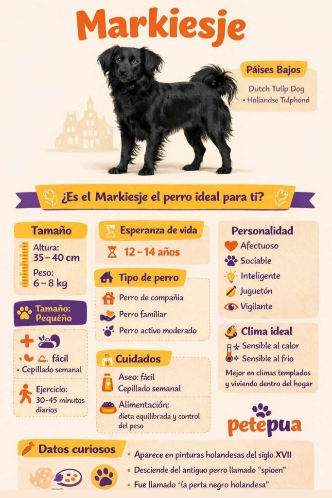 Infografía del perro Markiesje con información sobre tamaño, personalidad, cuidados, esperanza de vida y características de esta raza originaria de los Países Bajos.