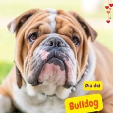 Día del Bulldog: origen y cómo celebrar el National Bulldog Day