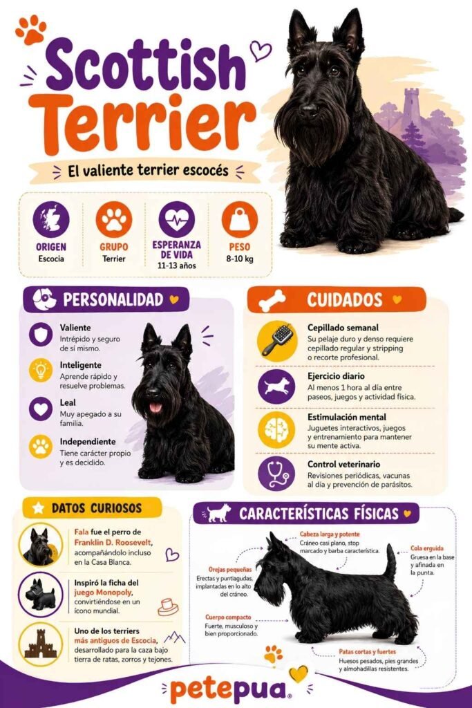 Infografía del Scottish Terrier con características, personalidad y cuidados