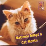 Gato rescatado durante el National Adopt a Cat Month en un hogar cálido y acogedor